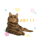 スタンプぽんさん（個別スタンプ：8）