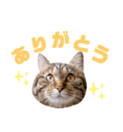 スタンプぽんさん（個別スタンプ：9）