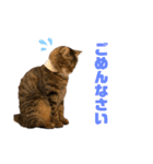 スタンプぽんさん（個別スタンプ：14）