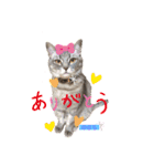 かわいすぎるにゃんたち ①（個別スタンプ：4）