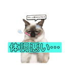 かわいすぎるにゃんたち ①（個別スタンプ：8）