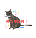 かわいすぎるにゃんたち ①（個別スタンプ：10）