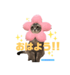かわいすぎるにゃんたち ①（個別スタンプ：11）