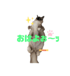 かわいすぎるにゃんたち ①（個別スタンプ：12）