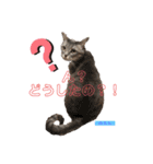 かわいすぎるにゃんたち ①（個別スタンプ：20）