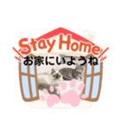 かわいすぎるにゃんたち ①（個別スタンプ：21）