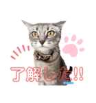 かわいすぎるにゃんたち ①（個別スタンプ：23）