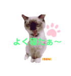 かわいすぎるにゃんたち ①（個別スタンプ：26）