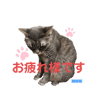 かわいすぎるにゃんたち ①（個別スタンプ：28）