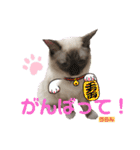 かわいすぎるにゃんたち ①（個別スタンプ：29）