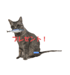 かわいすぎるにゃんたち ①（個別スタンプ：31）