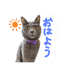おてんば！ひなちゃん（個別スタンプ：5）