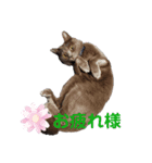 おてんば！ひなちゃん（個別スタンプ：6）