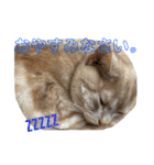 ちゃいろねこまる（個別スタンプ：1）