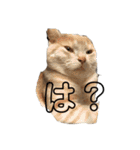 ちゃいろねこまる（個別スタンプ：2）