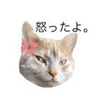 ちゃいろねこまる（個別スタンプ：3）