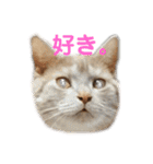 ちゃいろねこまる（個別スタンプ：5）