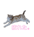 ちゃいろねこまる（個別スタンプ：6）