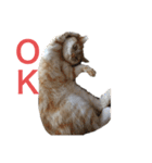 ちゃいろねこまる（個別スタンプ：7）