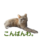 ちゃいろねこまる（個別スタンプ：8）