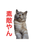 ちゃいろねこまる（個別スタンプ：9）