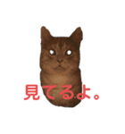 ちゃいろねこまる（個別スタンプ：10）