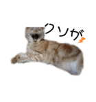 ちゃいろねこまる（個別スタンプ：11）