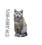 ちゃいろねこまる（個別スタンプ：12）