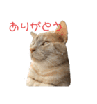 ちゃいろねこまる（個別スタンプ：13）