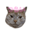 ちゃいろねこまる（個別スタンプ：14）