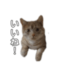 ちゃいろねこまる（個別スタンプ：19）