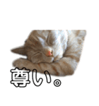 ちゃいろねこまる（個別スタンプ：20）