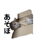 ちゃいろねこまる（個別スタンプ：21）