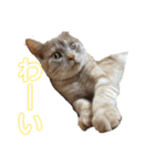 ちゃいろねこまる（個別スタンプ：25）