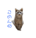ちゃいろねこまる（個別スタンプ：26）