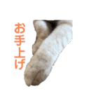 ちゃいろねこまる（個別スタンプ：28）