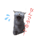 ちゃいろねこまる（個別スタンプ：29）