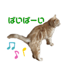 ちゃいろねこまる（個別スタンプ：30）