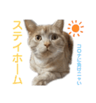 ちゃいろねこまる（個別スタンプ：31）