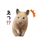 ハムスタンプ（ぽも）（個別スタンプ：11）