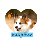 嬉しいコーギー（個別スタンプ：1）