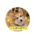 嬉しいコーギー（個別スタンプ：2）