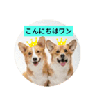嬉しいコーギー（個別スタンプ：3）