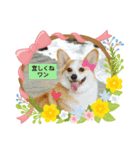 嬉しいコーギー（個別スタンプ：4）