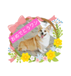 嬉しいコーギー（個別スタンプ：6）