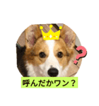 嬉しいコーギー（個別スタンプ：7）