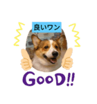 嬉しいコーギー（個別スタンプ：8）