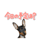 ミニピンそらっくりん（個別スタンプ：25）