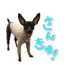 ミニピンそらっくりん（個別スタンプ：31）