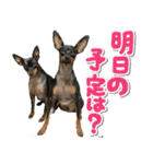 ミニピンそらっくりん（個別スタンプ：36）